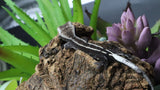 Full Pin Axanthic Lilly White Poss Female Crested Gecko CGAX07