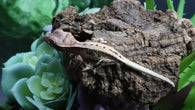 Tri Color LW 100% HeT Axantnic Crested Gecko AxHet#01