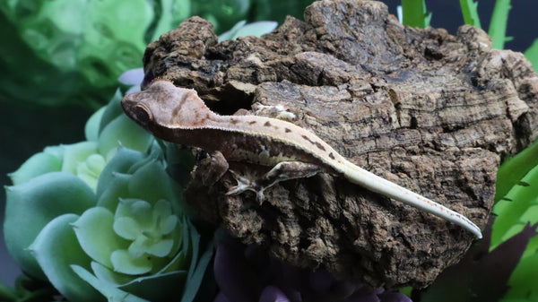 Tri Color LW 100% HeT Axantnic Crested Gecko AxHet#01