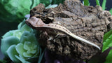 Tri Color LW 100% HeT Axantnic Crested Gecko AxHet#01