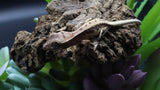 Tri Color LW 100% HeT Axantnic Crested Gecko AxHet#01