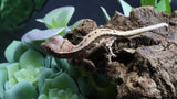 Tri Color LW 100% HeT Axantnic Crested Gecko AxHet#01