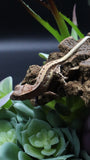Tri Color LW 100% HeT Axantnic Crested Gecko AxHet#01