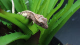 Tri Color LW 100% HeT Axantnic Crested Gecko AxHet#01