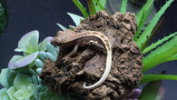LW 100% HeT Axantnic Crested Gecko AxHet#02
