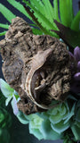 LW 100% HeT Axantnic Crested Gecko AxHet#02