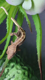 LW 100% HeT Axantnic Crested Gecko AxHet#02