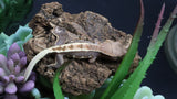 LW 100% HeT Axantnic Crested Gecko AxHet#02