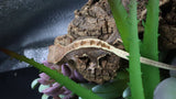 LW 100% HeT Axantnic Crested Gecko AxHet#02