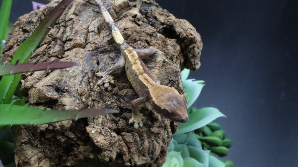 LW 100% HeT Axantnic Crested Gecko AxHet#05