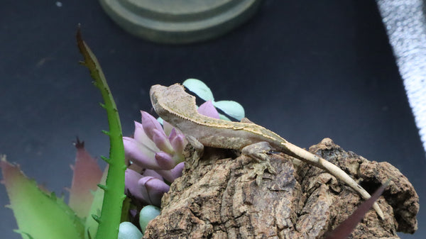 LW 100% HeT Axantnic Crested Gecko AxHet#04