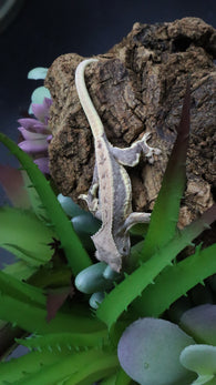 LW 100% HeT Axantnic Crested Gecko AxHet#03