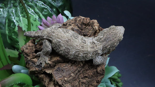 Leachianus Pure Yate Y03
