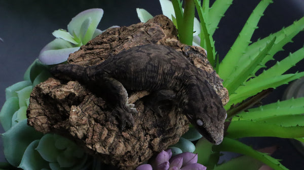 Pure MTK Melanistic Leachianus Gecko Male LB424