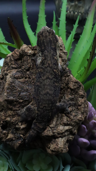 Pure MTK Melanistic Leachianus Gecko Male LB425