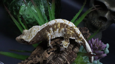 Tricolcor Male Crestie Gecko (Short Tail) CG272