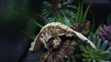 Tricolcor Male Crestie Gecko (Short Tail) CG272