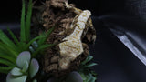 Tricolcor Male Crestie Gecko (Short Tail) CG272