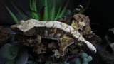 Tricolcor Male Crestie Gecko (Short Tail) CG272