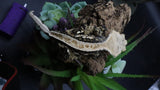 Tricolcor Harley Male Crestie Gecko CG275