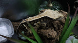 Tricolcor Harley Male Crestie Gecko CG275