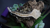 Tricolcor Harley Male Crestie Gecko CG275