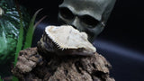 Tricolcor Harley Male Crestie Gecko CG275