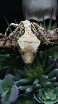 Tricolcor Male Crestie Gecko CG274