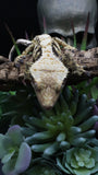 Tricolcor Male Crestie Gecko CG274
