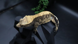 Harley extreme Female Crestie Gecko CG277