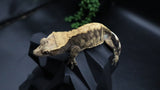 Harley extreme Female Crestie Gecko CG277