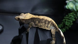 Harley extreme Female Crestie Gecko CG277