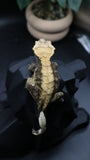 Harley extreme Female Crestie Gecko CG277
