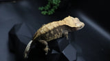 Harley extreme Female Crestie Gecko CG277