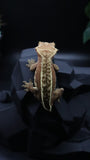 Red Pinstripe Female Crestie Gecko CG278