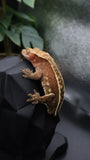 Red Pinstripe Female Crestie Gecko CG278