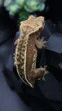 Red Pinstripe Female Crestie Gecko CG278