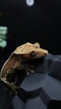 Red Pinstripe Female Crestie Gecko CG278