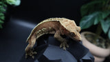 Red Pinstripe Female Crestie Gecko CG278