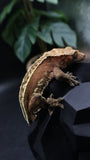 Red Pinstripe Female Crestie Gecko CG278
