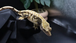 ExtremeTriColor Female Crestie Gecko CG279