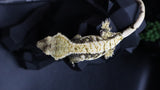 ExtremeTriColor Female Crestie Gecko CG279
