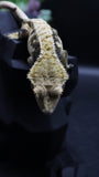 ExtremeTriColor Female Crestie Gecko CG279