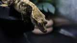 ExtremeTriColor Female Crestie Gecko CG279