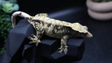 ExtremeTriColor Female Crestie Gecko CG279