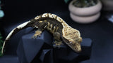 Dark Base TriColor Female Crestie Gecko CG281
