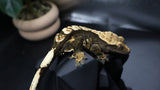 Dark Base TriColor Female Crestie Gecko CG281