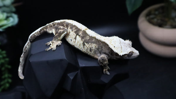 TriColor Holoween Extreme Female Crestie Gecko CG280