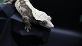 TriColor Holoween Extreme Female Crestie Gecko CG280