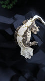TriColor Holoween Extreme Female Crestie Gecko CG280